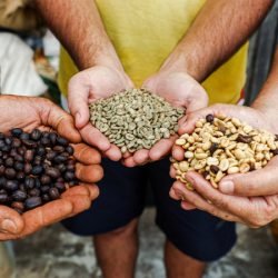 Concurso Café Qualidade Paraná: vencedores de 2025 saem na semana que vem