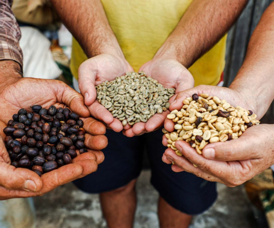 Concurso Café Qualidade Paraná: vencedores de 2025 saem na semana que vem