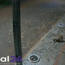 Câmera registra momento que onça aparece em bairro de Realeza