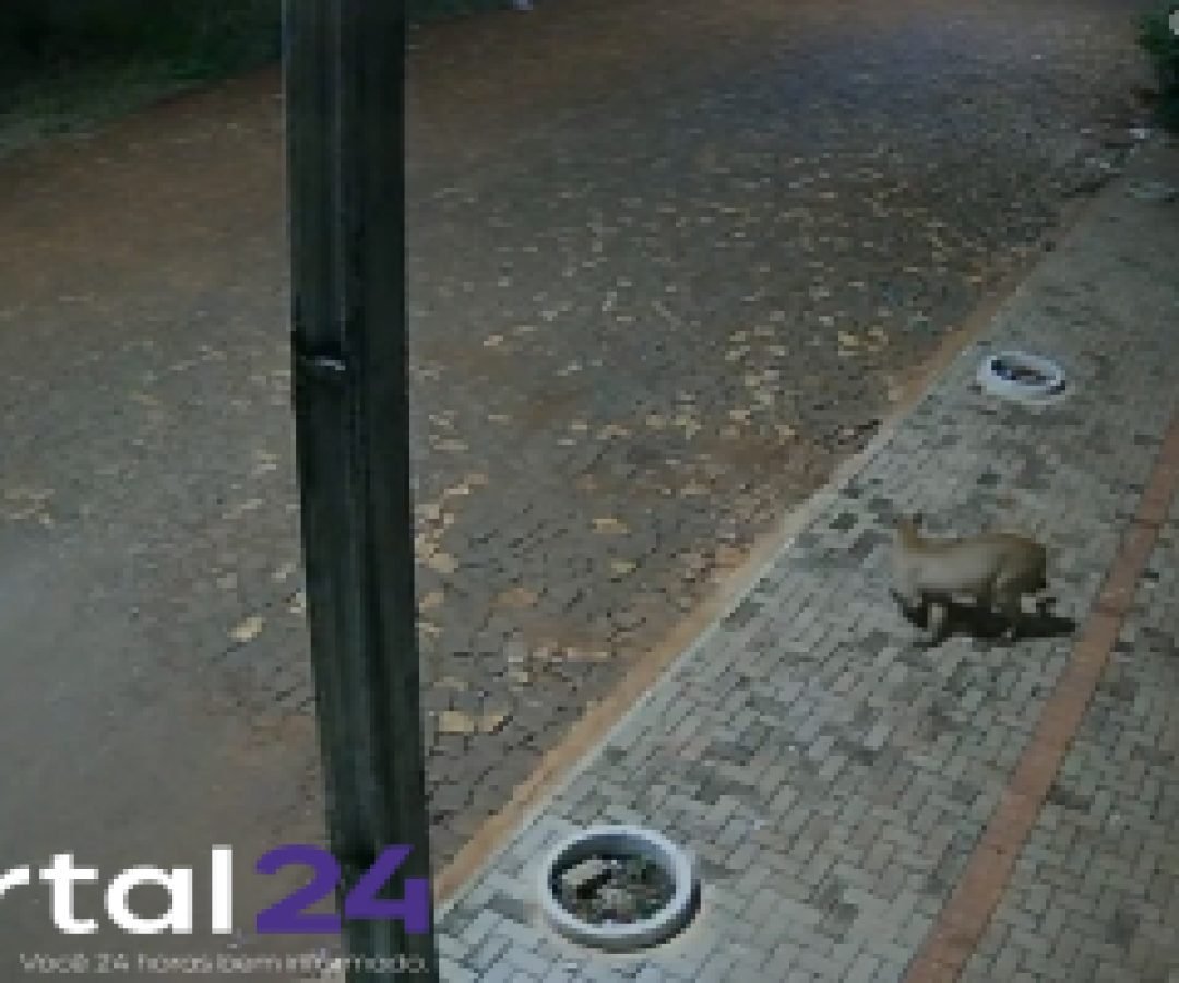 Câmera registra momento que onça aparece em bairro de Realeza