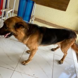 Cãozinho é encontrado no bairro Santa Cruz