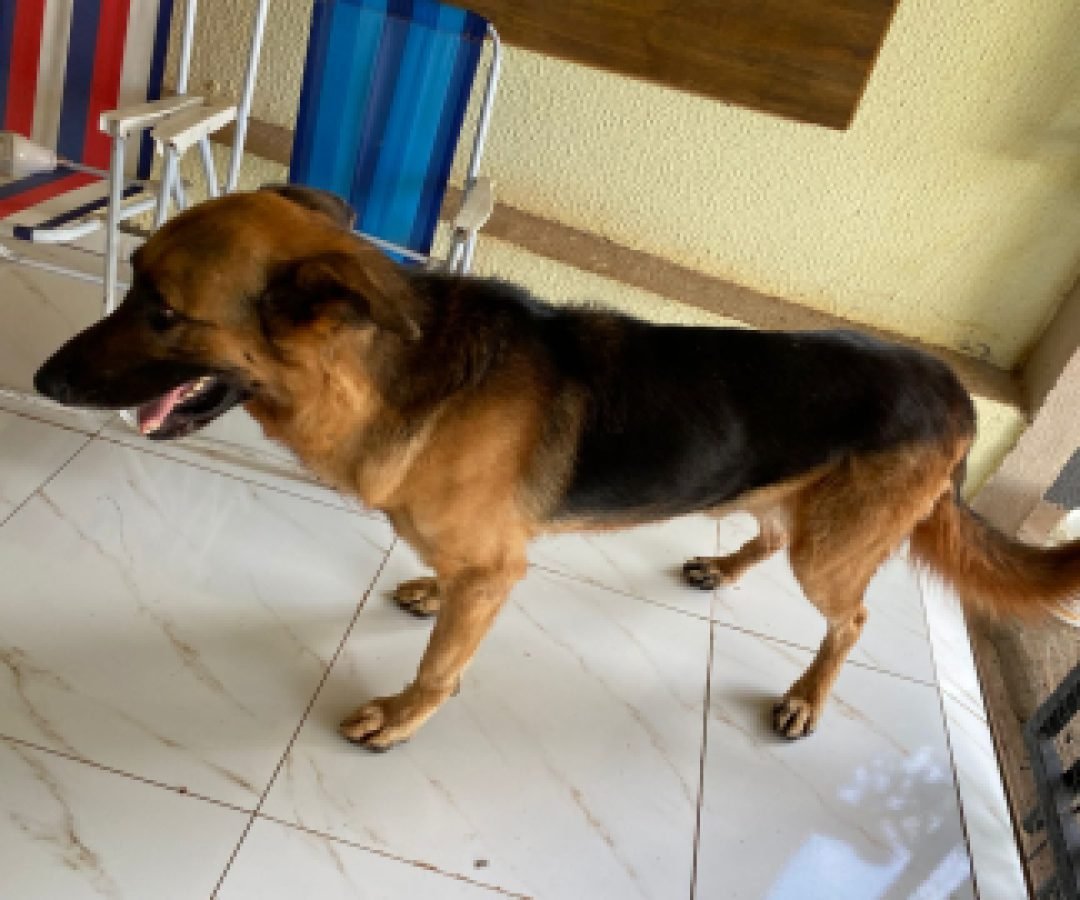 Cãozinho é encontrado no bairro Santa Cruz