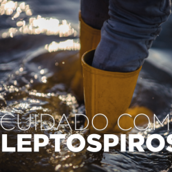 Saúde alerta: leptospirose é doença grave e risco aumenta após chuvas