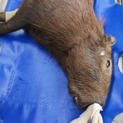 IAT devolve à natureza capivara que foi atropelada no Sudoeste do Paraná