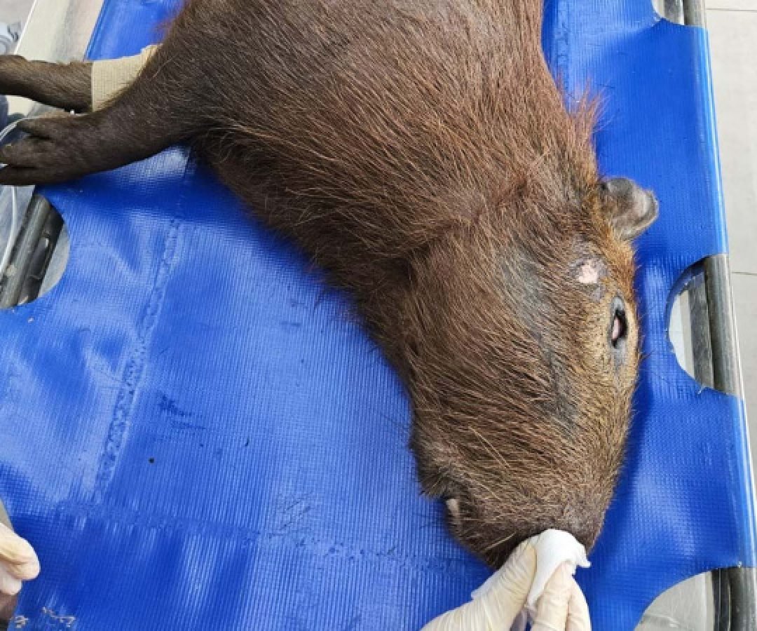 IAT devolve à natureza capivara que foi atropelada no Sudoeste do Paraná