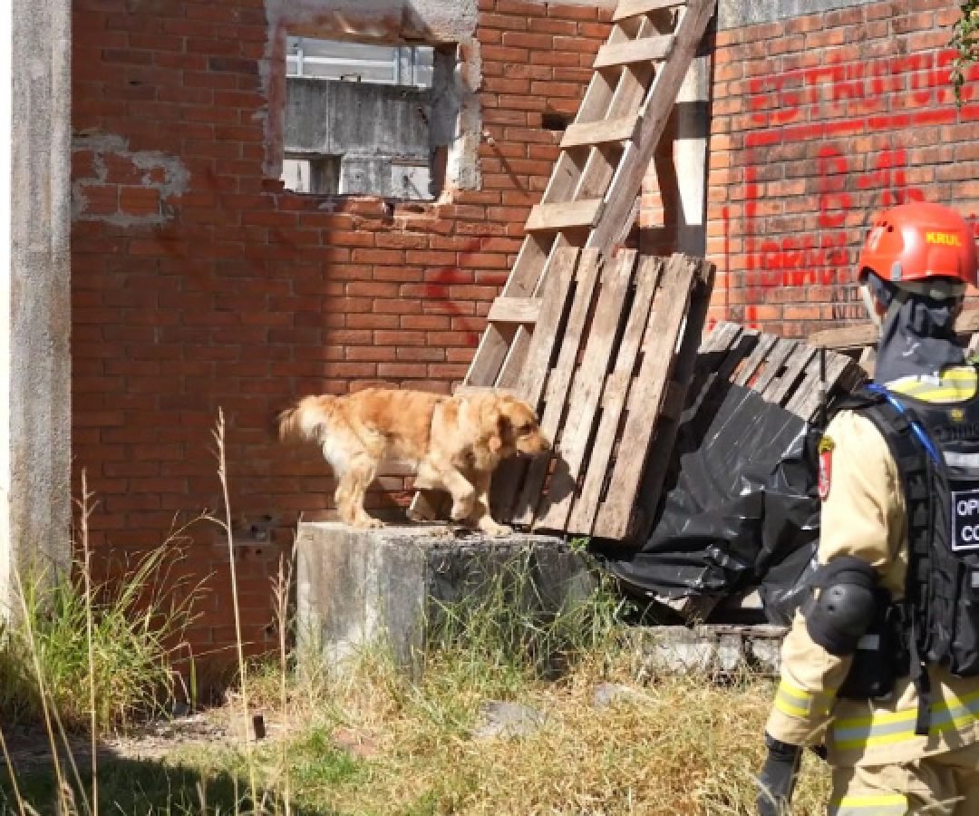 Treinamento reforça papel estratégico dos cães dos Bombeiros em resgates