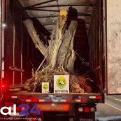 Carreta com oliveiras vindas da Argentina é apreendida em operação do BPFRON na fronteira em Barracão