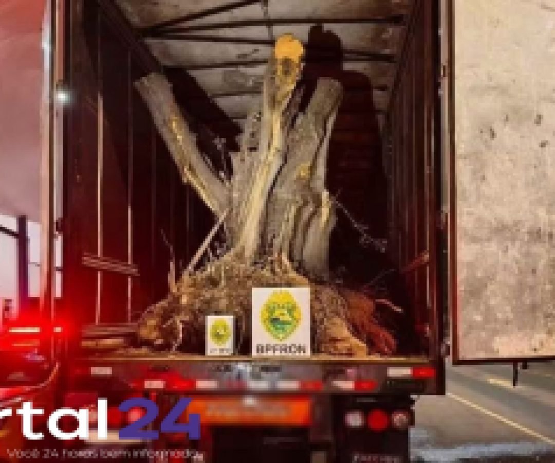 Carreta com oliveiras vindas da Argentina é apreendida em operação do BPFRON na fronteira em Barracão