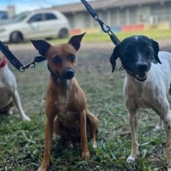 Paraná abre processo seletivo para participação de OSCs no Conselho de Direitos Animais