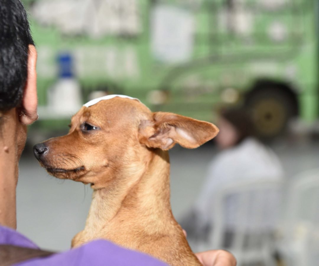 Quatiguá, Japurá, Goioxim e mais: CastraPet vai passar por 33 municípios em março