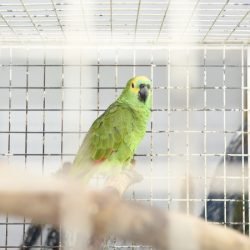 IAT reforça parceria com a Unicentro para atendimento à fauna silvestre 