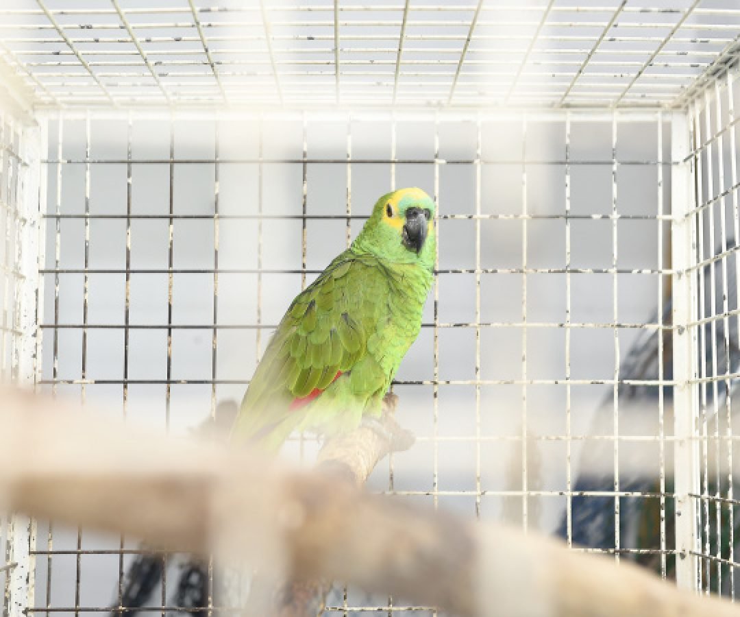 IAT reforça parceria com a Unicentro para atendimento à fauna silvestre 