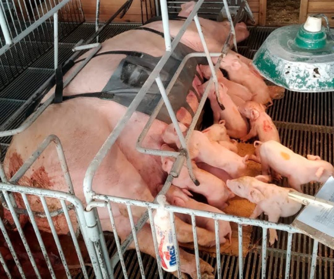 Com apoio do Anjo Inovador, startup paranaense desenvolve cinta massageadora para suinocultura