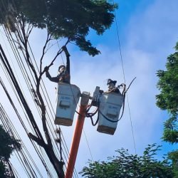 Copel realiza mutirão de poda preventiva em Cornélio Procópio e Rolândia neste domingo