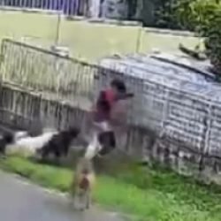 Criança é atacada por nove cães em Guarapuava; vídeo mostra adultos observando sem intervir