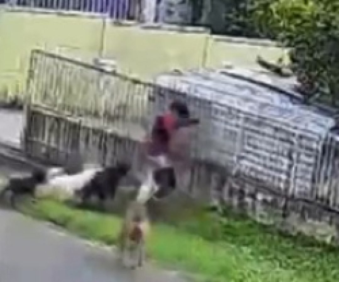 Criança é atacada por nove cães em Guarapuava; vídeo mostra adultos observando sem intervir