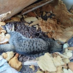 Crueldade! Gatos são envenenados em Santa Tereza do Oeste
