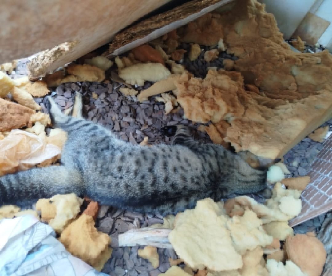 Crueldade! Gatos são envenenados em Santa Tereza do Oeste