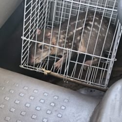 Defesa Civil captura paca em chácara de Nova Aurora