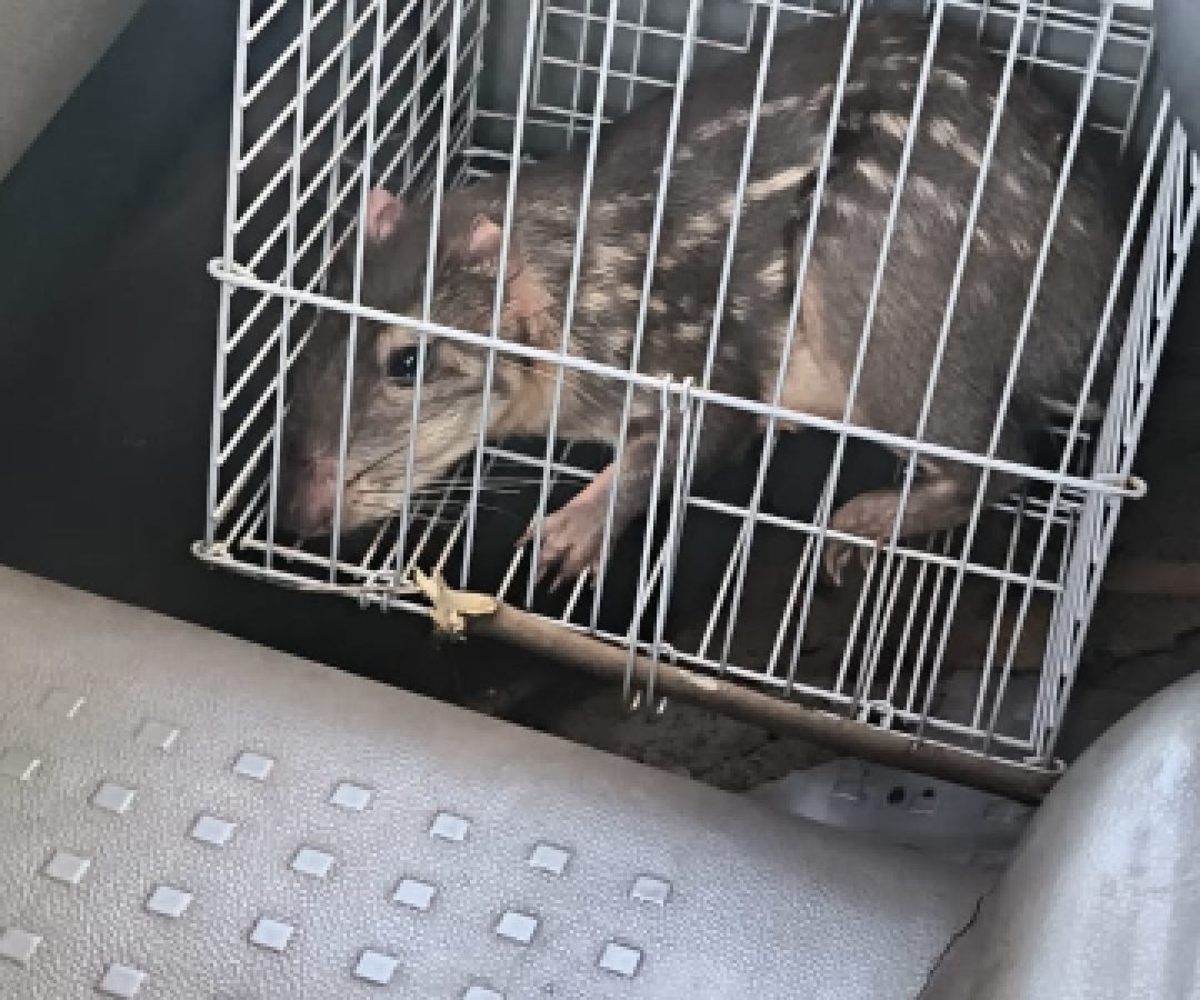 Defesa Civil captura paca em chácara de Nova Aurora