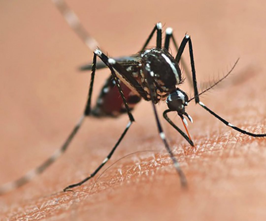 Secretaria da Saúde inicia publicação dos novos informes epidemiológicos da dengue