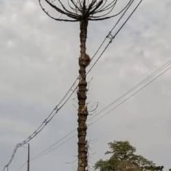 Derrubada de Araucária Seca na BR-277