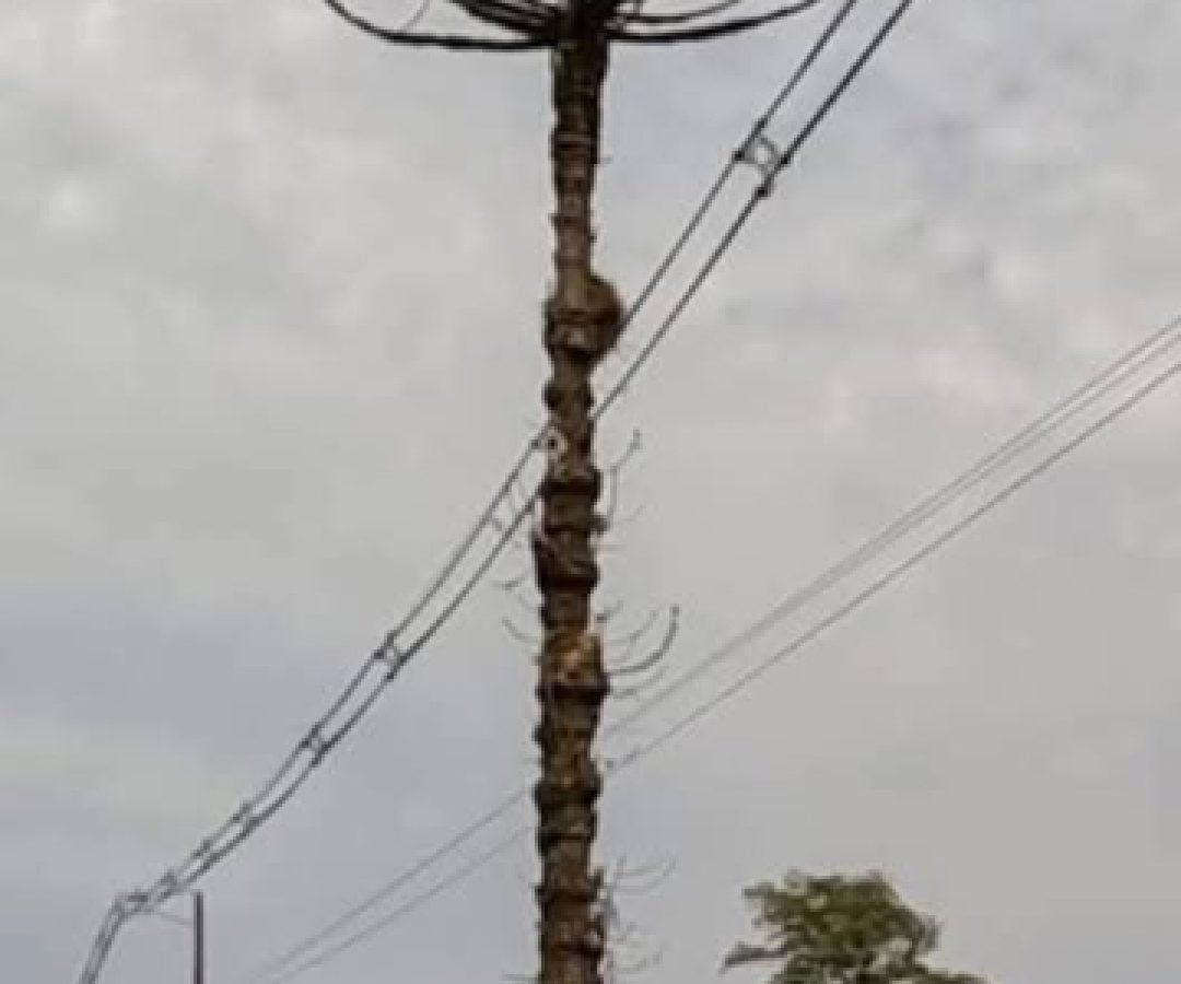 Derrubada de Araucária Seca na BR-277