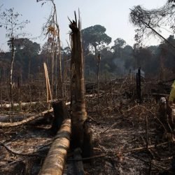 desmatamento-e-queimada-em-floresta.jpg
