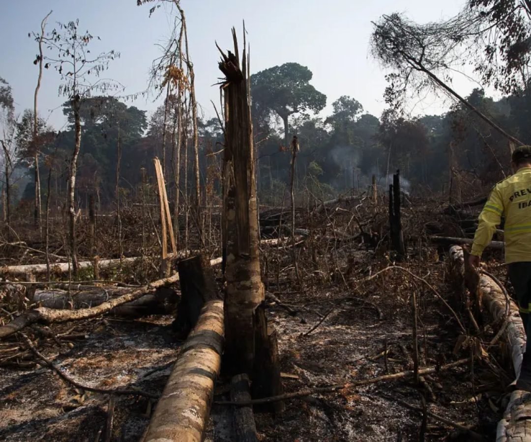 desmatamento-e-queimada-em-floresta.jpg