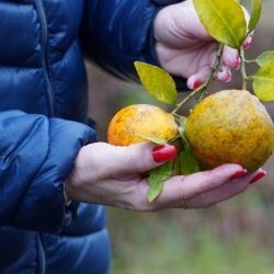 Portaria da Adapar estabelece procedimentos de prevenção e controle do Greening
