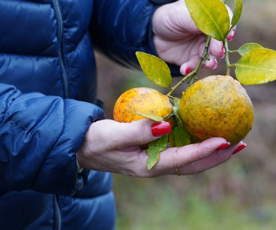 Portaria da Adapar estabelece procedimentos de prevenção e controle do Greening