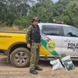 Dupla é flagrada colhendo pinhão verde antes do prazo legal no Paraná