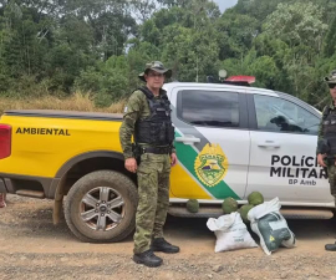 Dupla é flagrada colhendo pinhão verde antes do prazo legal no Paraná
