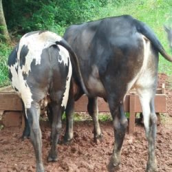 Égua é recuperada após furto de animais na região do Rio da Paz, em Cascavel