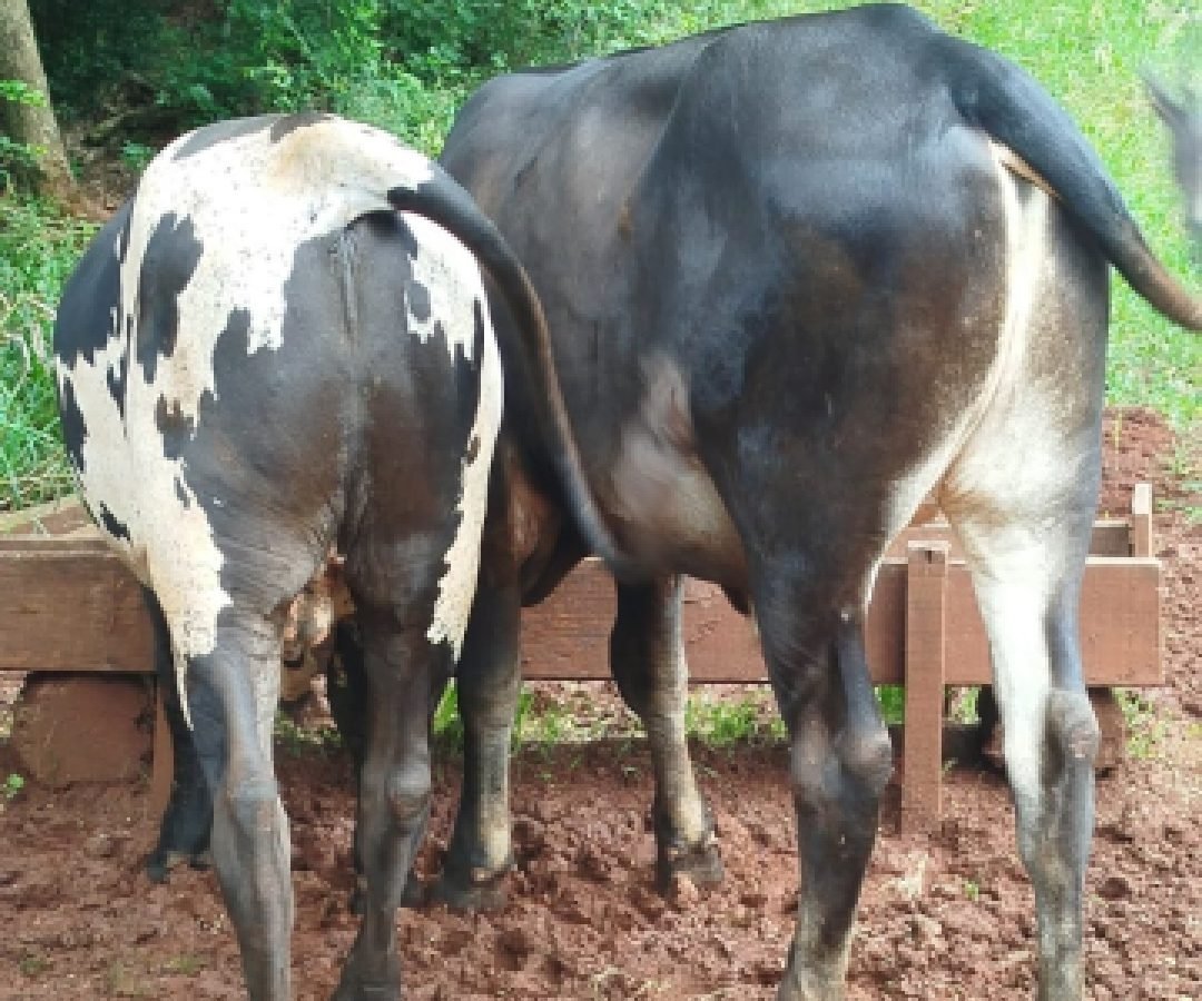 Égua é recuperada após furto de animais na região do Rio da Paz, em Cascavel