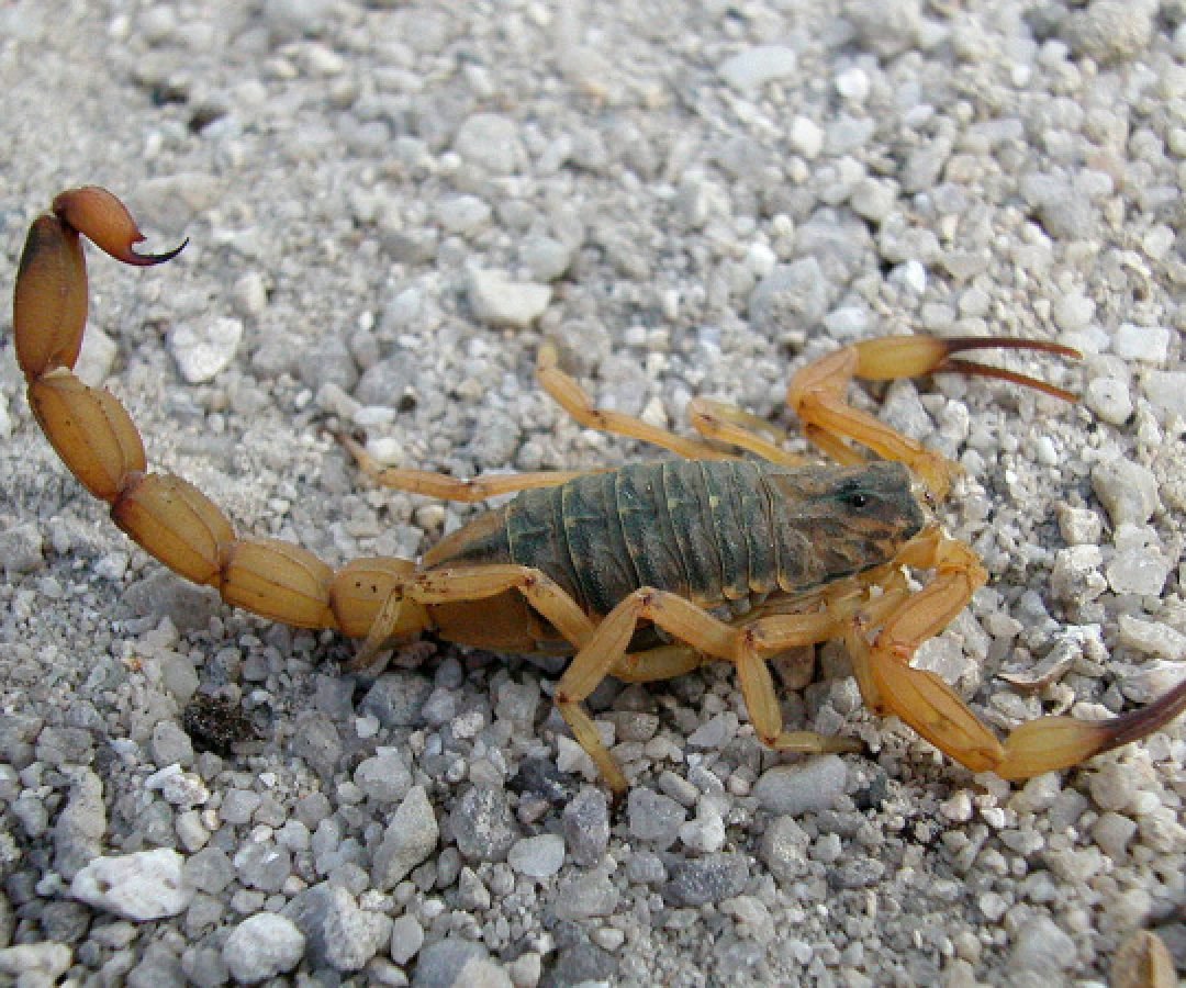 Saúde alerta para risco de acidentes com animais peçonhentos durante o verão