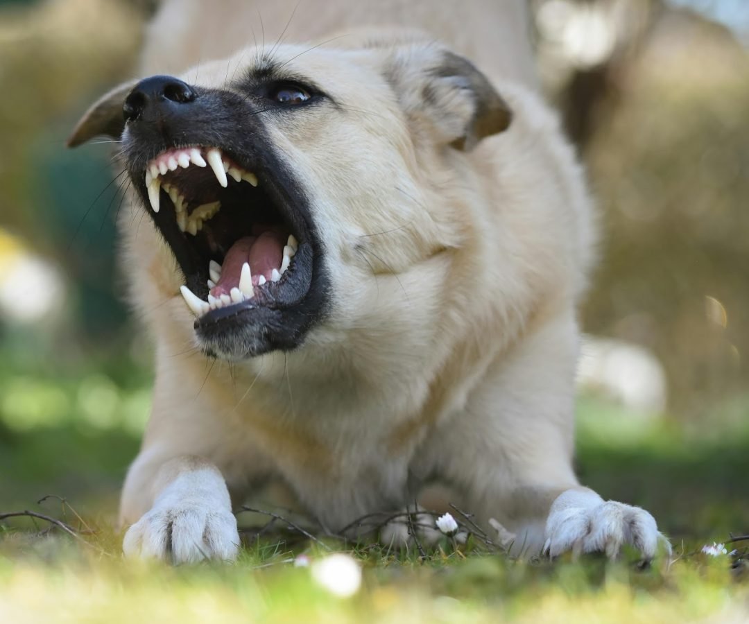 Vereadores pedem que Prefeitura divulgue multa para tutor de animal que atacar pessoas