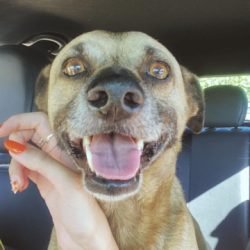 Família procura cachorro perdido no bairro santa cruz em Cascavel