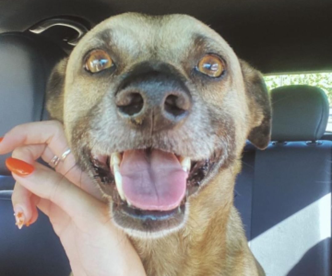 Família procura cachorro perdido no bairro santa cruz em Cascavel