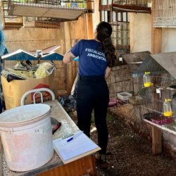 Operação entre IAT e PCPR resgata 42 aves de cativeiro em Assis Chateaubriand