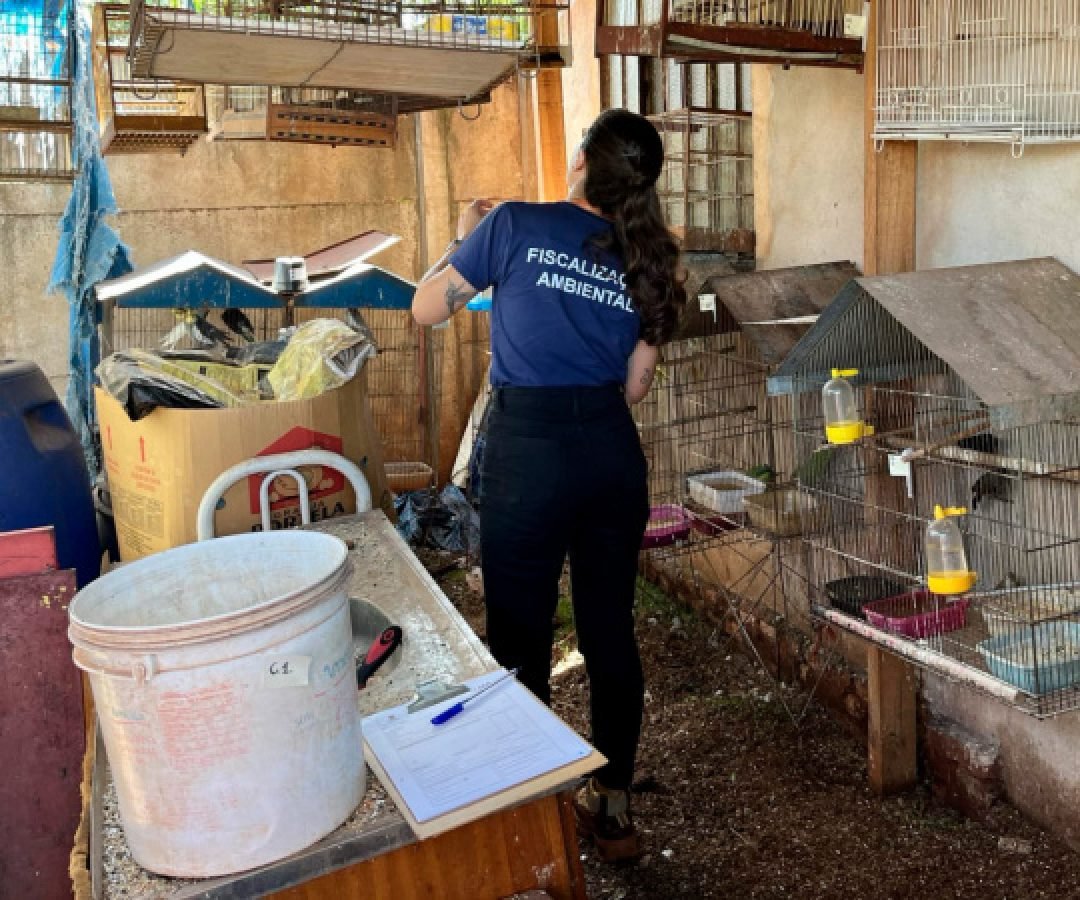 Operação entre IAT e PCPR resgata 42 aves de cativeiro em Assis Chateaubriand