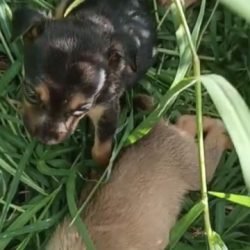 Filhotes de cachorro são abandonados no Bairro Cataratas, em Cascavel