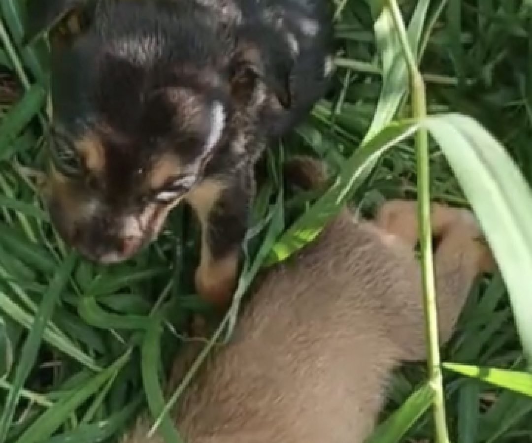 Filhotes de cachorro são abandonados no Bairro Cataratas, em Cascavel