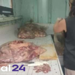 Fiscalização encontra açougue clandestino que reaproveitava carne podre em Fazenda Rio Grande