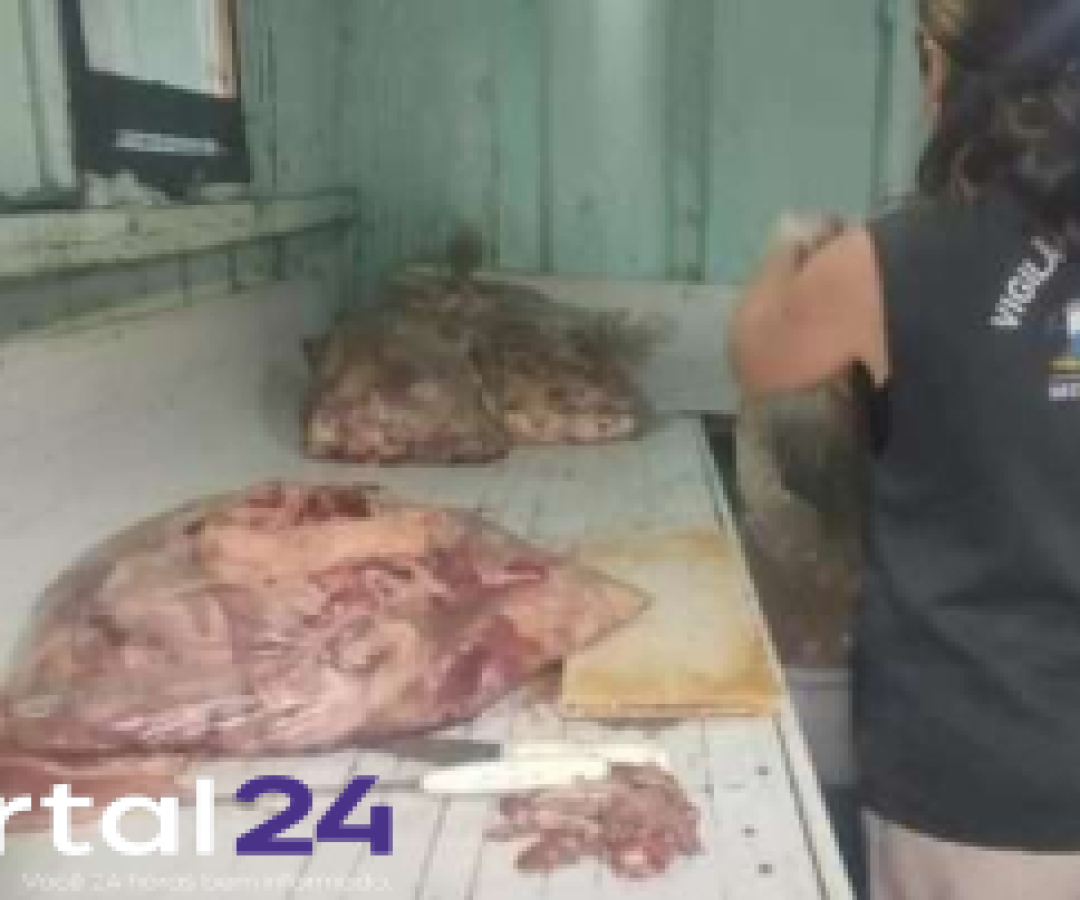 Fiscalização encontra açougue clandestino que reaproveitava carne podre em Fazenda Rio Grande