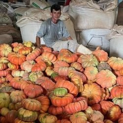 Abóbora movimenta mais de R$ 100 milhões e consolida renda em 330 municípios do Paraná