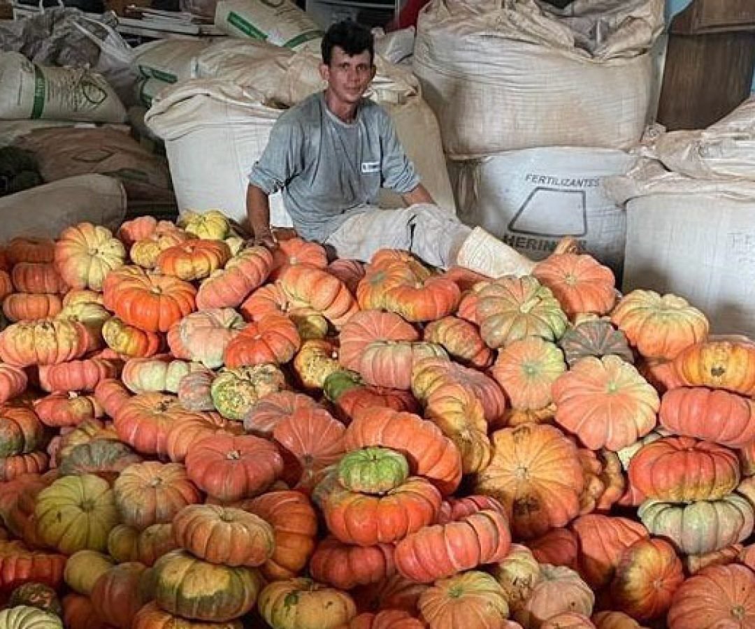 Abóbora movimenta mais de R$ 100 milhões e consolida renda em 330 municípios do Paraná