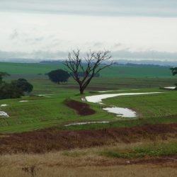 Estado apoia reivindicações para amortizar dívidas de produtores após temporais