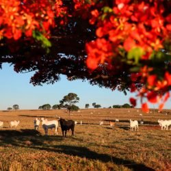 Adapar inicia nesta sexta-feira a Campanha de Atualização de Rebanhos 2026