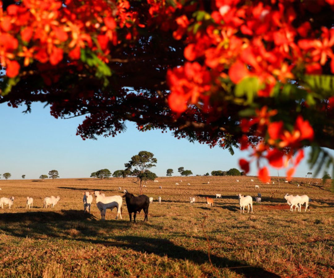 Adapar inicia nesta sexta-feira a Campanha de Atualização de Rebanhos 2026